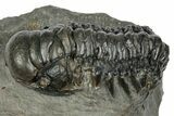 Detailed Crotalocephalina Trilobite - Atchana, Morocco #345025-1